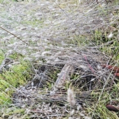 Cynosurus echinatus at Weetangera, ACT - 14 May 2023