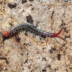 Scolopendra sp. (genus) (Centipede) at Bungonia National Park - 15 May 2023 by trevorpreston