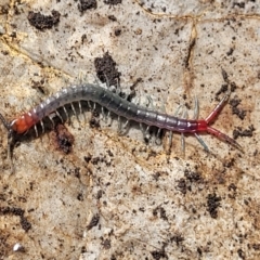 Scolopendra sp. (A Centipede) at Bungonia, NSW - 15 May 2023 by trevorpreston