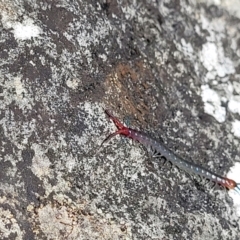 Scolopendra sp. (genus) at Bungonia, NSW - 15 May 2023