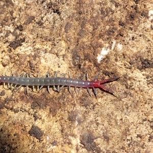 Scolopendra sp. (genus) at Bungonia, NSW - 15 May 2023