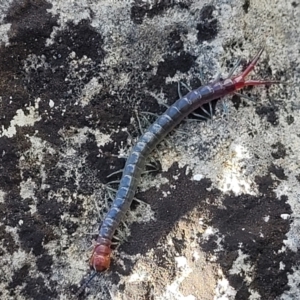 Scolopendra sp. (genus) at Bungonia, NSW - 15 May 2023