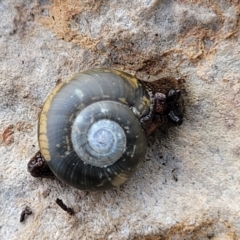 Brevisentis atratus (Black Jewel Glass-snail) at Bungonia National Park - 15 May 2023 by trevorpreston