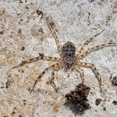 Karaops sp. (genus) (Australian Flattie) at Bungonia, NSW - 15 May 2023 by trevorpreston