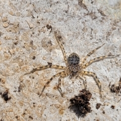 Karaops sp. (genus) at Bungonia, NSW - 15 May 2023