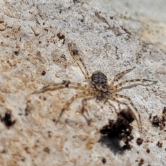 Karaops sp. (genus) at Bungonia, NSW - 15 May 2023