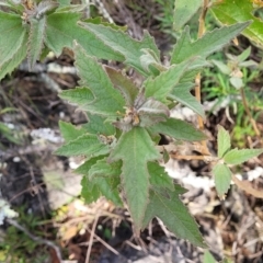 Adriana tomentosa var. tomentosa (Eastern Bitterbush) at Bungonia National Park - 15 May 2023 by trevorpreston