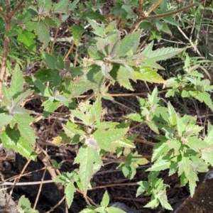 Adriana tomentosa var. tomentosa at Bungonia, NSW - 15 May 2023