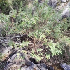 Adriana tomentosa var. tomentosa at Bungonia, NSW - 15 May 2023