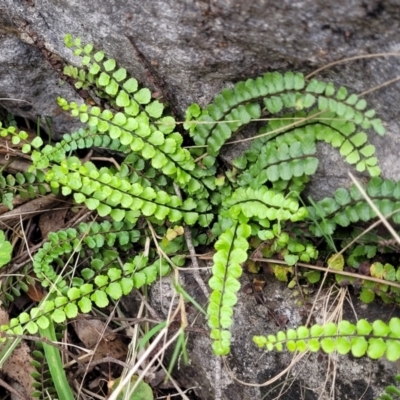 Asplenium trichomanes (Common Spleenwort) at Bungonia National Park - 15 May 2023 by trevorpreston