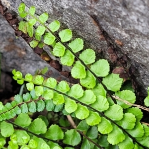 Asplenium trichomanes at Bungonia, NSW - suppressed