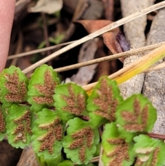 Asplenium trichomanes at Bungonia, NSW - suppressed