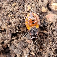 Unidentified True bug (Hemiptera, Heteroptera) at Bungonia National Park - 15 May 2023 by trevorpreston