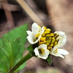 Bidens pilosa (Cobbler's Pegs, Farmer's Friend) at Bungonia National Park - 15 May 2023 by trevorpreston