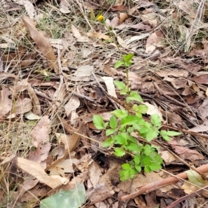 Bidens pilosa at Bungonia, NSW - 15 May 2023