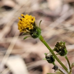 Bidens pilosa at Bungonia, NSW - 15 May 2023 11:46 AM