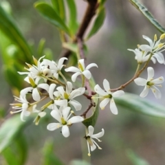 Bursaria spinosa (Native Blackthorn, Sweet Bursaria) at Bungonia National Park - 15 May 2023 by trevorpreston