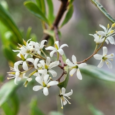 Bursaria spinosa (Native Blackthorn, Sweet Bursaria) at Bungonia, NSW - 15 May 2023 by trevorpreston