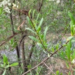 Bursaria spinosa at Bungonia, NSW - 15 May 2023