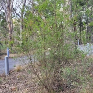 Bursaria spinosa at Bungonia, NSW - 15 May 2023