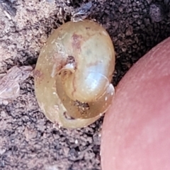 Brevisentis atratus (Black Jewel Glass-snail) at Bungonia National Park - 15 May 2023 by trevorpreston
