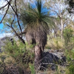 Xanthorrhoea glauca subsp. angustifolia (Grey Grass-tree) at Bungonia, NSW - 15 May 2023 by trevorpreston