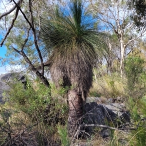 Xanthorrhoea glauca subsp. angustifolia at Bungonia, NSW - suppressed