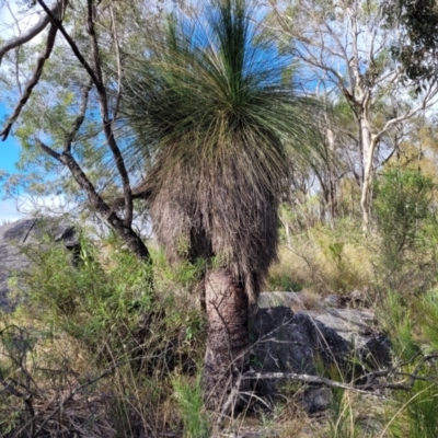 Xanthorrhoea glauca subsp. angustifolia (Grey Grass-tree) at Bungonia National Park - 15 May 2023 by trevorpreston