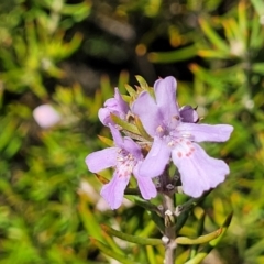 Westringia eremicola (Slender Western Rosemary) at Bungonia National Park - 15 May 2023 by trevorpreston
