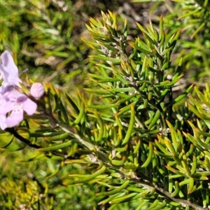Westringia eremicola at Bungonia, NSW - 15 May 2023