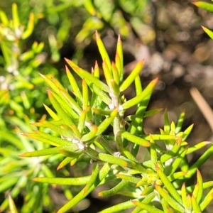 Westringia eremicola at Bungonia, NSW - 15 May 2023