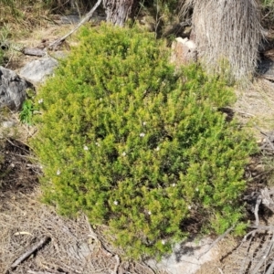 Westringia eremicola at Bungonia, NSW - 15 May 2023 11:36 AM