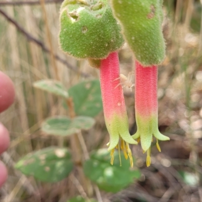 Correa reflexa var. reflexa (Common Correa, Native Fuchsia) at Bungonia National Park - 15 May 2023 by trevorpreston