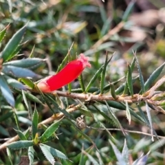 Astroloma humifusum (Cranberry Heath) at Bungonia, NSW - 15 May 2023 by trevorpreston