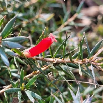 Styphelia humifusum (Cranberry Heath) at Bungonia, NSW - 15 May 2023 by trevorpreston