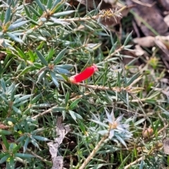 Styphelia humifusum at Bungonia, NSW - 15 May 2023