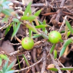 Styphelia humifusum at Bungonia, NSW - 15 May 2023