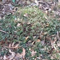 Styphelia humifusum at Bungonia, NSW - 15 May 2023