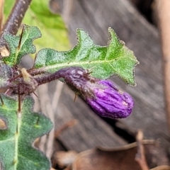 Solanum prinophyllum (Forest Nightshade) at Bungonia National Park - 15 May 2023 by trevorpreston