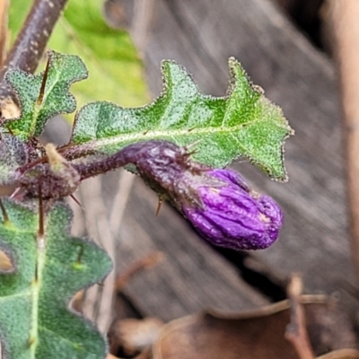 Solanum prinophyllum (Forest Nightshade) at Bungonia National Park - 15 May 2023 by trevorpreston