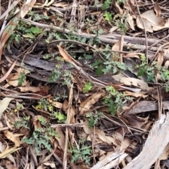 Solanum prinophyllum at Bungonia, NSW - 15 May 2023