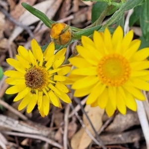 Xerochrysum bracteatum at Bungonia, NSW - 15 May 2023