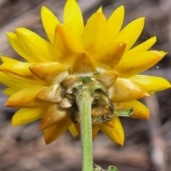 Xerochrysum bracteatum at Bungonia, NSW - 15 May 2023