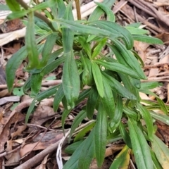 Xerochrysum bracteatum at Bungonia, NSW - 15 May 2023