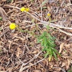 Xerochrysum bracteatum at Bungonia, NSW - 15 May 2023