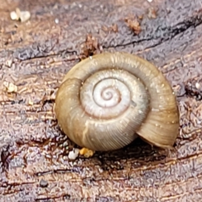 Elsothera funerea (Grim Reaper Pinwheel Snail) at Bungonia National Park - 15 May 2023 by trevorpreston