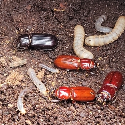 Aulacocyclus edentulus (Passalid beetle) at Bungonia National Park - 15 May 2023 by trevorpreston