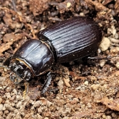 Aulacocyclus edentulus at Bungonia, NSW - 15 May 2023