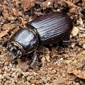 Aulacocyclus edentulus at Bungonia, NSW - 15 May 2023