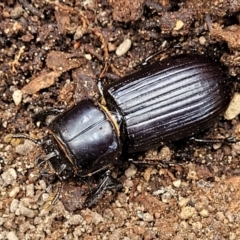 Aulacocyclus edentulus at Bungonia, NSW - 15 May 2023